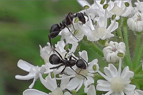 Réf. 327 898 : Formica fusca
